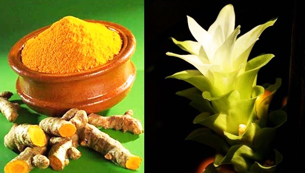 TURMERIC